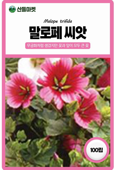산들마켓 말로페 꽃씨앗 100립 무궁화 친척 키가 큰 일년생 꽃씨 종자, 1개