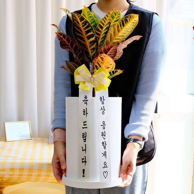 [리본화환] 크로톤 나무 화분 중대형 20*30cm 화이트 - 개업화분 승진화분 축하화분 공기정화식물, 1개