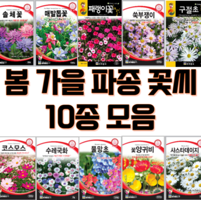 노지 월동 야생화 씨앗 10봉지 1set 모음 봄 가을 파종 꽃씨 매발톱씨앗 코스모스씨앗 물망초씨앗 샤스타데이지씨앗 수레국화씨앗 솔체씨앗 양귀비씨앗, 1개