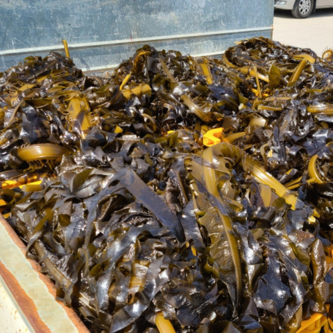 동해안 포항직송 당일채취 자연산 해녀돌미역, 2개, 1kg