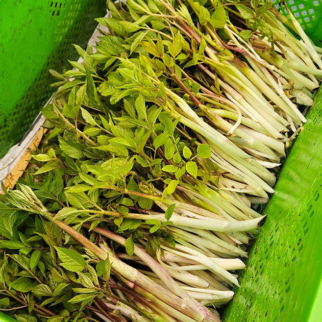 두릅 독활 강원도 땅두릅 팩포장 500g 1kg 2kg 하우스 재배, 1개