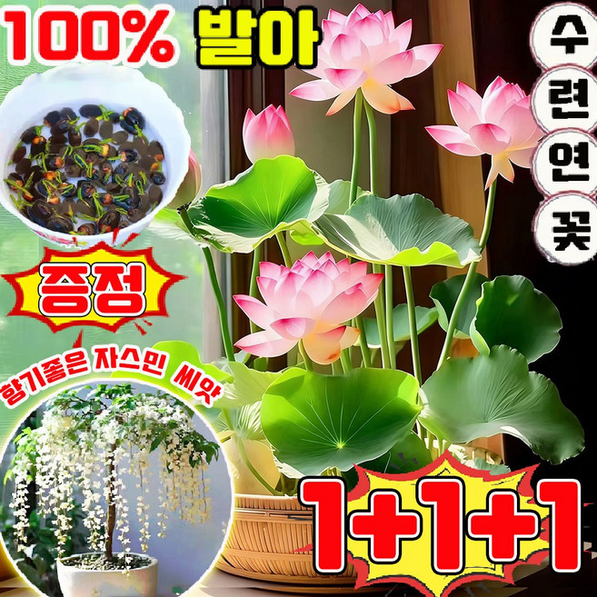 미니 수련 연꽃 씨앗 관상용 수경 재배 연꽃 씨앗 노지 월동 다년생 꽃 씨앗 혼합 색상 수경 식물 프리미엄 씨앗 증정 향기좋은 자스민 나무 씨앗 50알, 3개