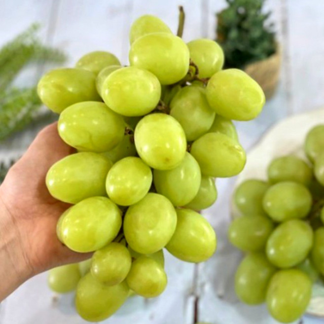 청담농수산 26년 정품 어텀크로스피 청포도, 1개, 8.2kg