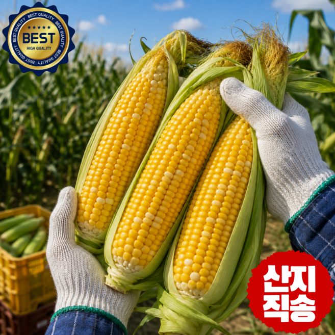 [산지직송] 고당도 햇 애플 초당 옥수수 수확 국산 특별 프리미엄 할인가, 1개, 초당옥수수 5입(중품 14cm내외)