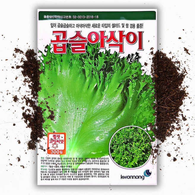 곱슬아삭이 상추씨앗 300립 펠렛코팅 아삭이 상추 종자, 1개