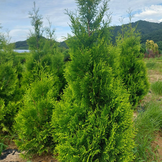 [충북농원] 골든브라반트 나무 묘목 - 포트묘 & 분묘, 2년생/10주 한묶음, 1개