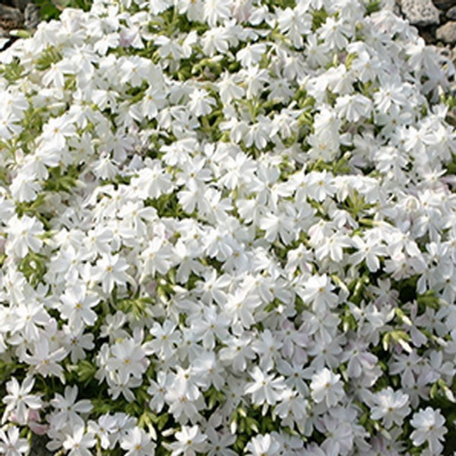 연세원예 꽃잔디(백색) 포트 30본(개), 1세트, 백색