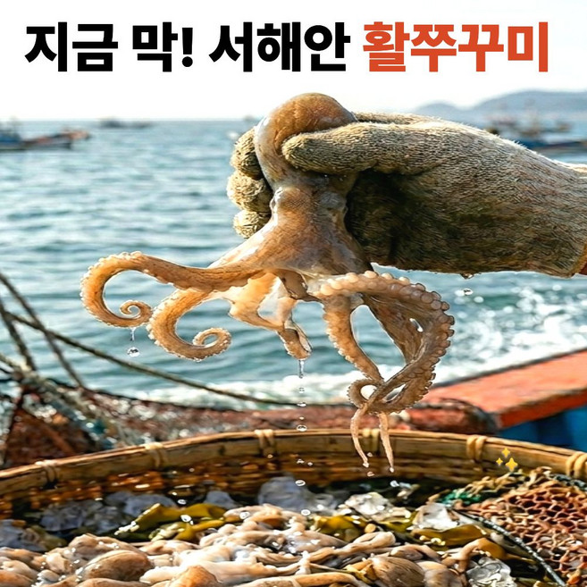 [마감임박] 선주직송 탱글탱글 서해안 활쭈꾸미, 1박스, 1kg