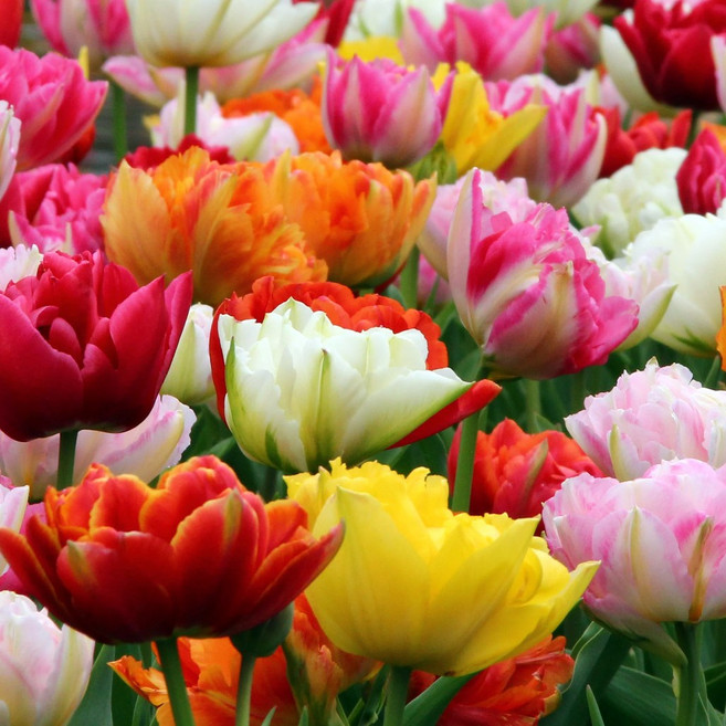 [큐가든] 튤립 구근 더블 겹튤립 최고급종 3종 혼합 15-9개 유럽 직수입 특선 세트, 9개