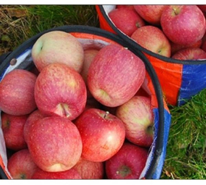 [준호농장] 밀양 얼음골사과 10kg, 1개, 10kg(39-40과)B품흠집사과