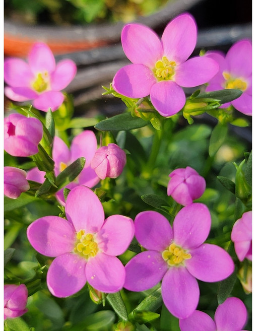 애기용담(소품), 1개