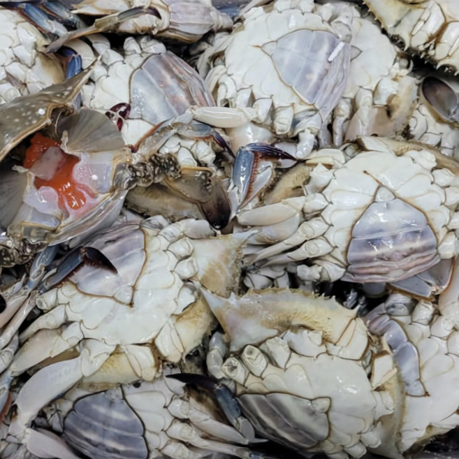 2026년 급냉 몽당 암꽃게 중, 1KG, 2026년 봄 몽당 암꽃게 중, 1개