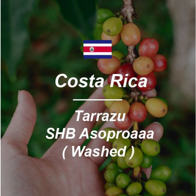 [커피생두] 코스타리카 SHB 따라주 프리미엄 라 파스토라 1kg, 1개