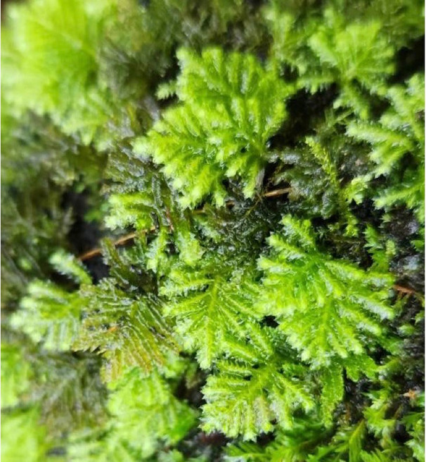 孔雀苔 苔蘚微景觀生態瓶造景素材, 孔雀苔,片裝4cm*4cm, 1個