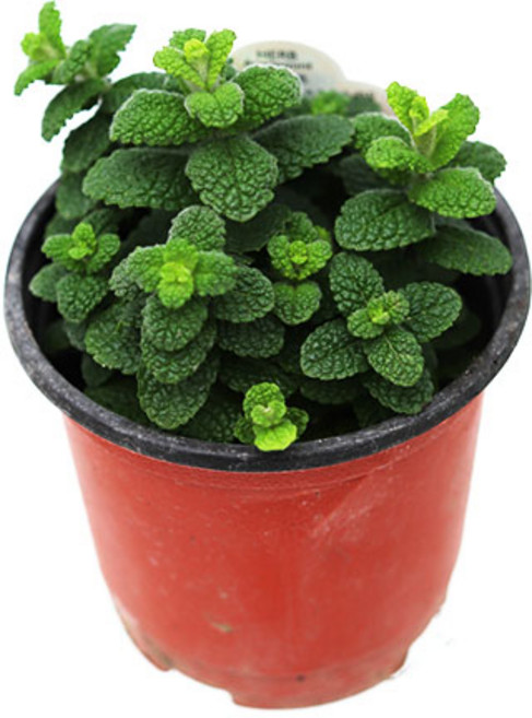 C_허브식물모음 향기나는 식물 식용 허브 모종, 2.애플민트, 1개