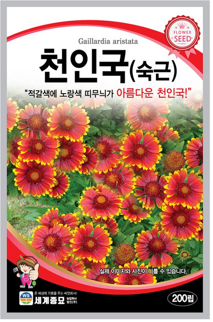 천인국 숙근 씨앗 꽃씨 200립 꽃씨앗 세계종묘 모칸도, 1개