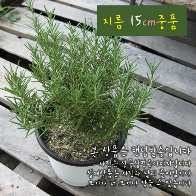 로즈마리(Rosemary) 지름 15cm중품화분 (상토와 마사만사용), 1개