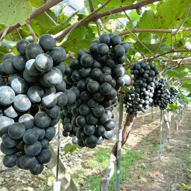 거봉 캠벨 샤인머스캣(망고) 머루포도(MBA) 블랙사파이어 포도나무묘목 판매, 1개, 샤인머스캣 삽목묘 - 쿠팡