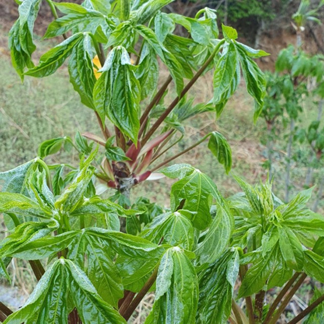 장아찌용 곁순 엄나무순 1kg (해남 자연산 개두릅 음나무순), 1개