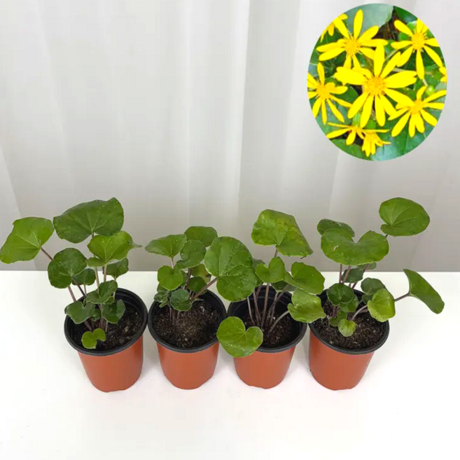 털머위 노지월동식물 야생화3+1, 1개