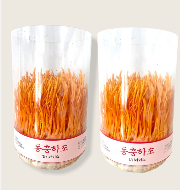 집에서 버섯키우기 동충하초 약용버섯 1+1