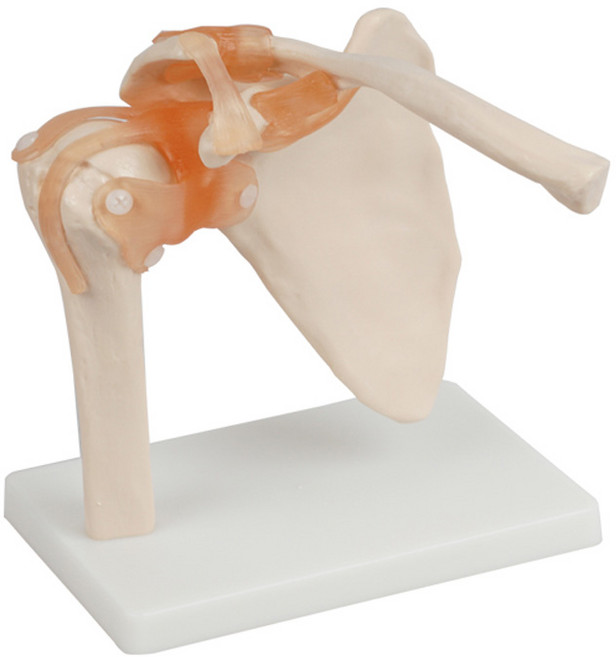 해부 인체모형 병원 학교 실습용 교육용