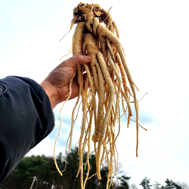 도라지 약도라지 흙약도라지 영주 국산, 1개, 흙약도라지(상품) 1kg