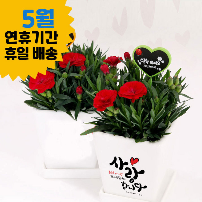 어버이날 선물 오래가는 생화 카네이션 화분, 1개, B타입 사랑합니다