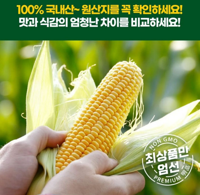 [산지직송] 강원도 초당옥수수 특품 15cm 이상 당일수확 생옥수수, 10개