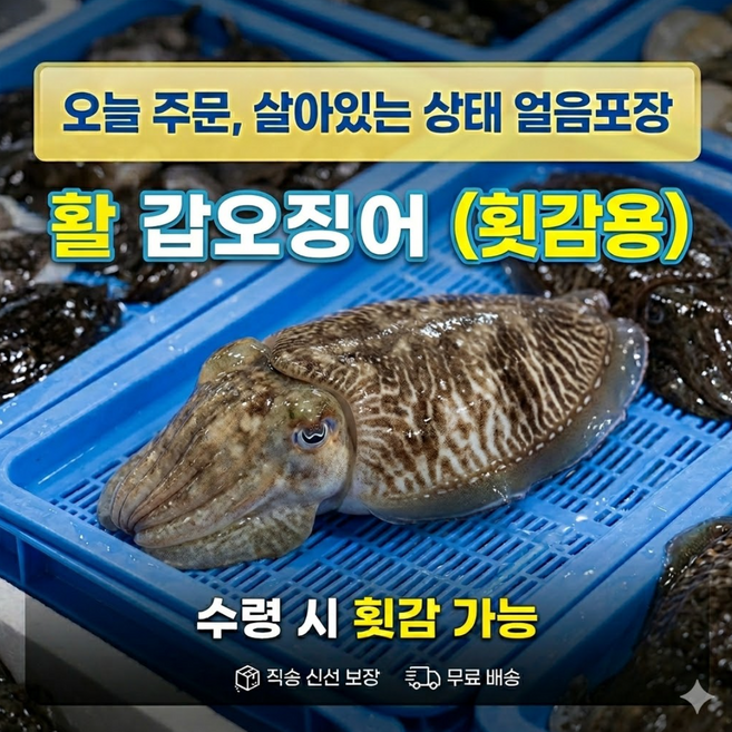 [횟감용 생물] 특대 국산 활 갑오징어 숙회 볶음 통찜, 1개, 2미(800g-1kg) x 1