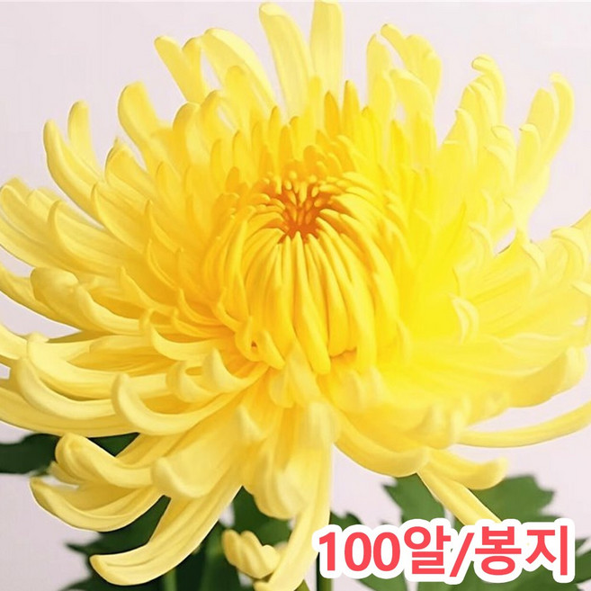 국화씨앗 4계절 꽃씨앗노지, 2개, 얕은 노래