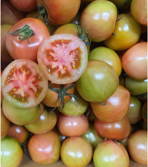 [재구매선택1위] 육즙 가득 씹히는 완숙 찰 토마토, 1박스, 2.5kg(1.꼬마소과)