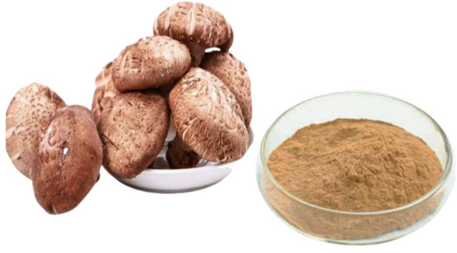 30배 농축 표고버섯 추출물, 1개, 1kg