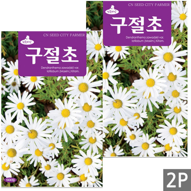 세인화분 국화과 구절초 1000립 - 여러해살이, 2개