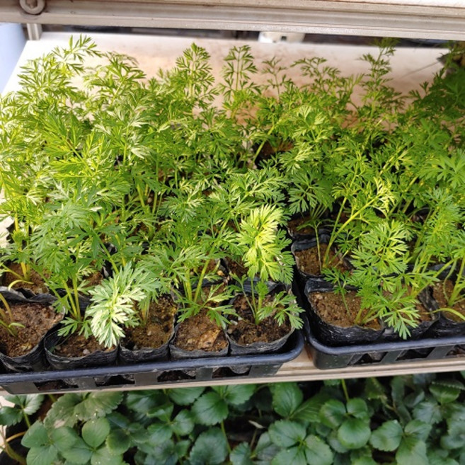 (성심꽃농원) 당근모종 1개 500원