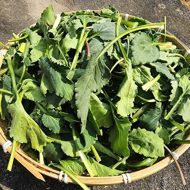 국내산 부지깽이 취나물 2kg, 1개