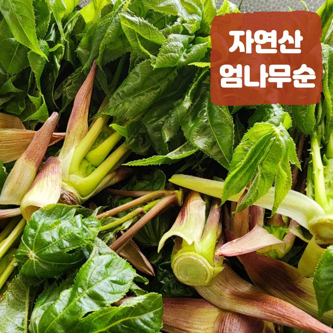 국산 엄나무순 자연산 햇 개두릅 봄나물 음나무순 500g 1kg