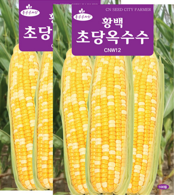 세인화분 황백 초당옥수수씨앗 100립 옥수수씨 초당 옥수수 씨앗, 2개
