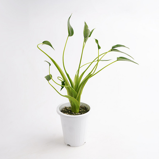 갑조네 알로카시아 타이니댄서 미니중품 공기정화식물 집들이 카페 개업 선물 인테리어, 1개