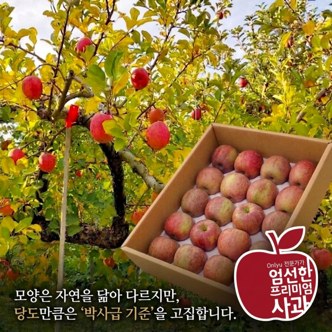 온리유 12Brix 안동부사 실속형 못난이사과, 1박스, 5kg (소과)