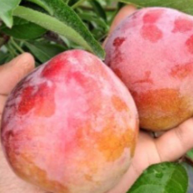 나무1번지- 왕자두 나무 묘목 1년생 특묘, 1개, 왕자두 특묘