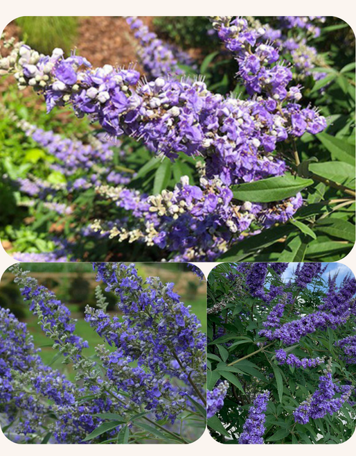 바이텍스 델타블루스 보라 블루 퍼플색 촛대형꽃 여름꽃 정원수 정원포인트 P13포트묘, 1개, 블루퍼플