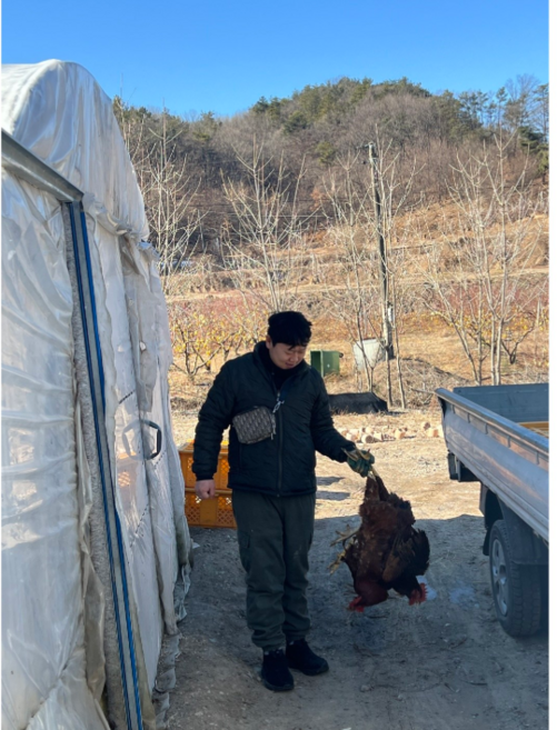 국내산 토종닭 생닭 2.3KG ~ 2.5KG 백숙/삼계탕용 손질 직배송, 2.6kg, 1개