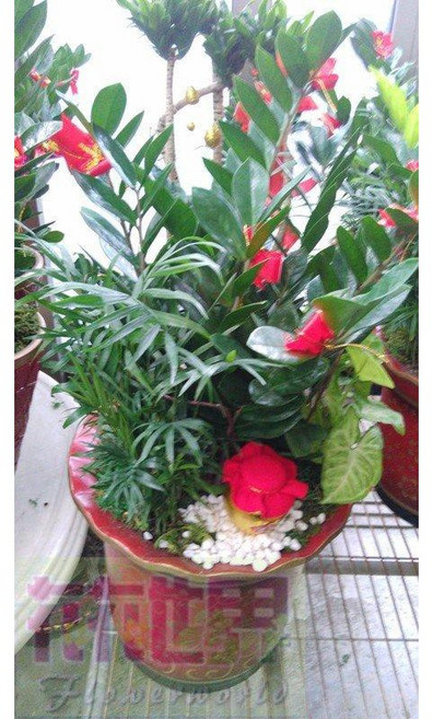 花花世界玫瑰園 金錢樹(瓦盆) 9吋盆 - 葉子油亮清潔空氣室內盆栽/開幕送禮, 1個