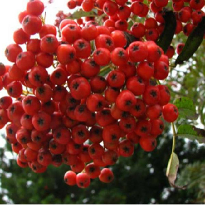 마가목 묘목 붉은열매 하얀꽃 약용수 조경수 실생2년 뿌리묘-다섯개묶음 DR559