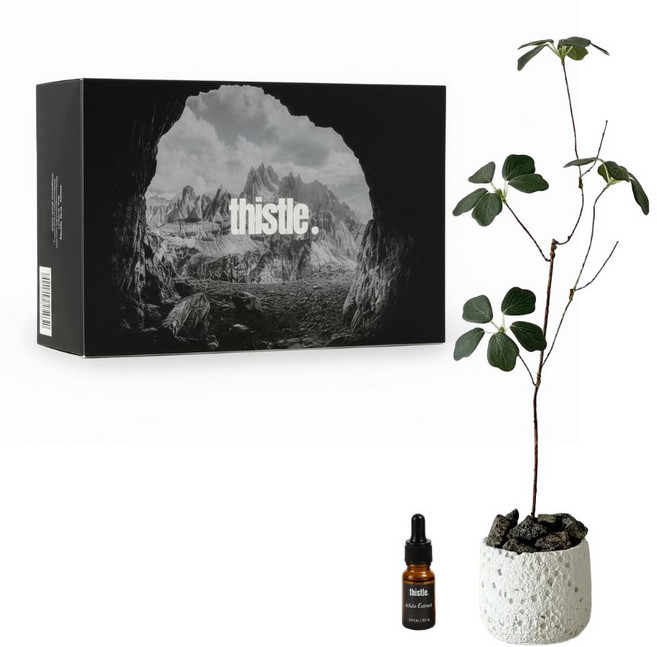 화이트 화분 스톤 디퓨저 인테리어 오브제 집들이 선물 방향제 아로마 오일, 1개, 카야(교보문고향)