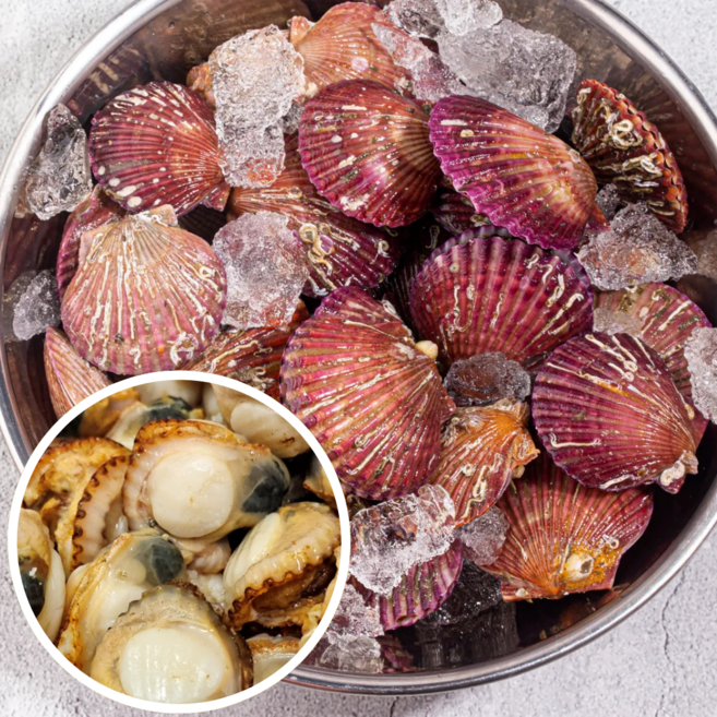 통영 산지직송 가리비 세척 선별 제철 비단 국내산 홍가리비, 1개, 8kg