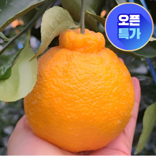 [불경기 초특가] 제주에서 자란 하우스 한라봉, 1박스, 가정용 10kg