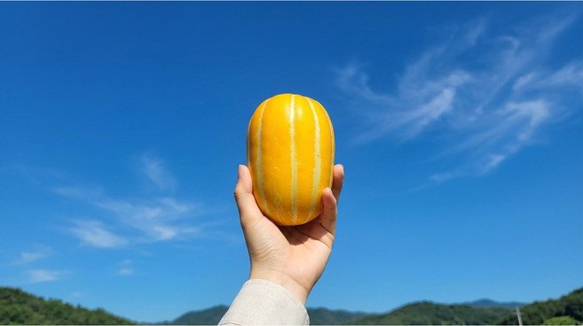 [기력보충/효도선물] 입맛 돋우는 아삭함 성주 정품 참외 (부모님 선물용), 1박스, [기력보충/소량] 로열정품 중과 1.5kg