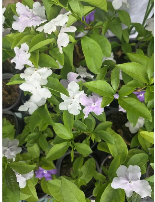 1+1 야영화자스민 브론펠지어자스민 야생화 소품 보라꽃 10-25cm 39, 1개, 기본 - 쿠팡